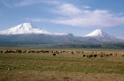 More images from Ararat